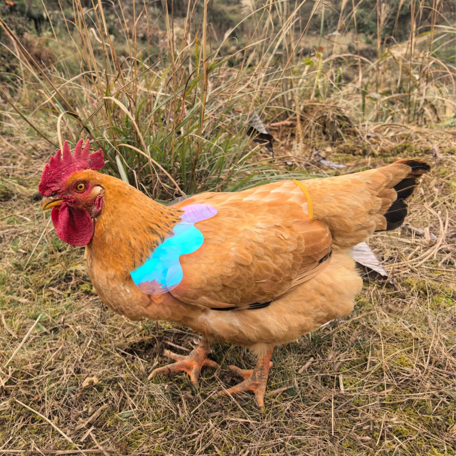 HOUGXD durable, machine-washable poultry protector for repeated use.
