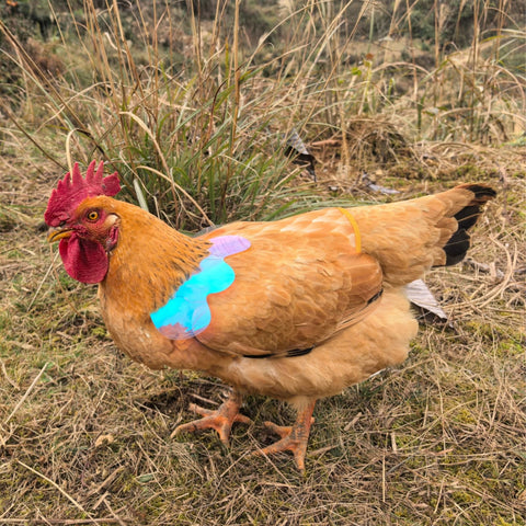 HOUGXD durable, machine-washable poultry protector for repeated use.