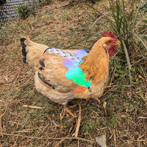 HOUGXD saddle with waterproof canvas keeps hens dry in rain and mud.