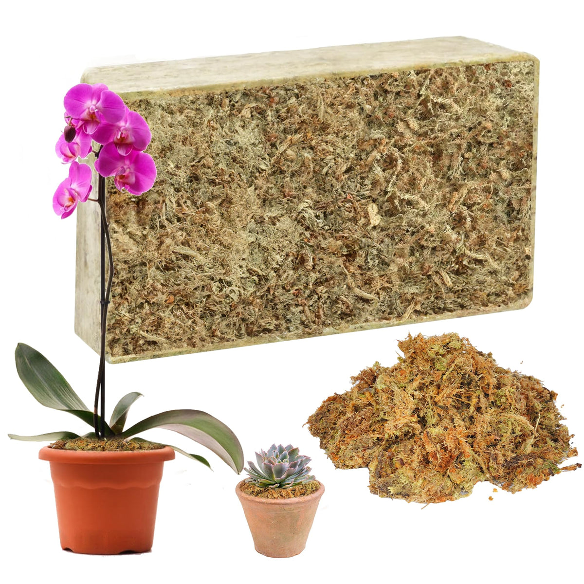 Hourleey sphagnum moss brick expands when hydrated for ready potting medium.