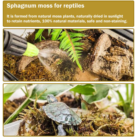 Hourleey orchid-friendly moss substrate preserves humidity and roots.