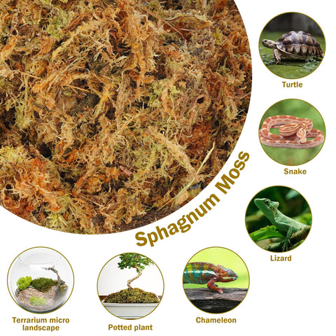 Hourleey sphagnum moss as orchid substrate for healthy roots.