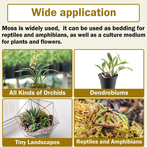 Hourleey moss in reptile terrarium supports humidity and habitat health.