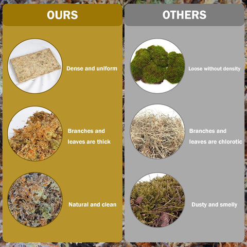 Hourleey sphagnum moss soaking process reveals hydrated, fluffy material ready for pots.