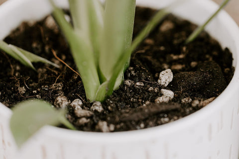 HOUSEPLANT RESOURCE CENTER aerated mix in action illustrates proper watering balance.