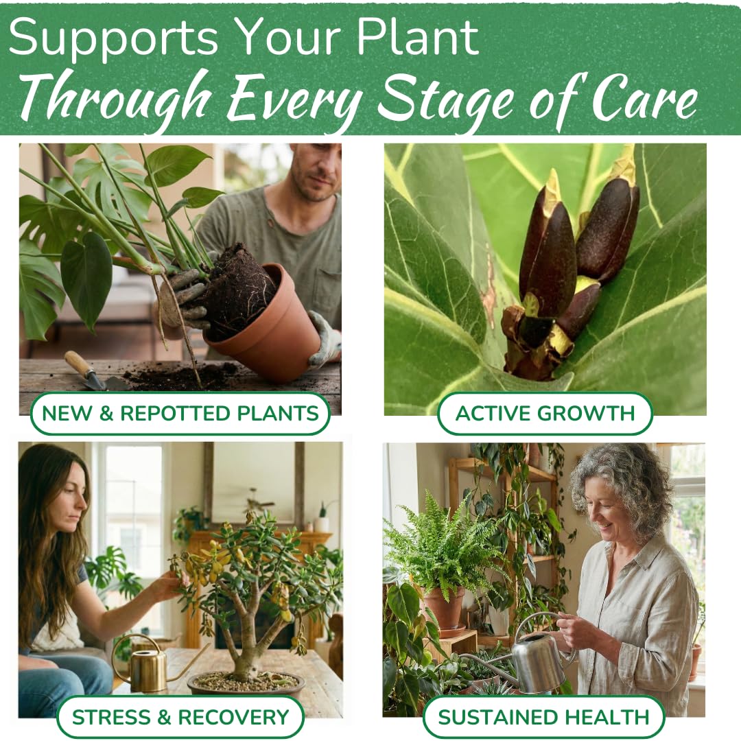 Pouring diluted solution demonstrates simple, mess-free feeding for houseplants.