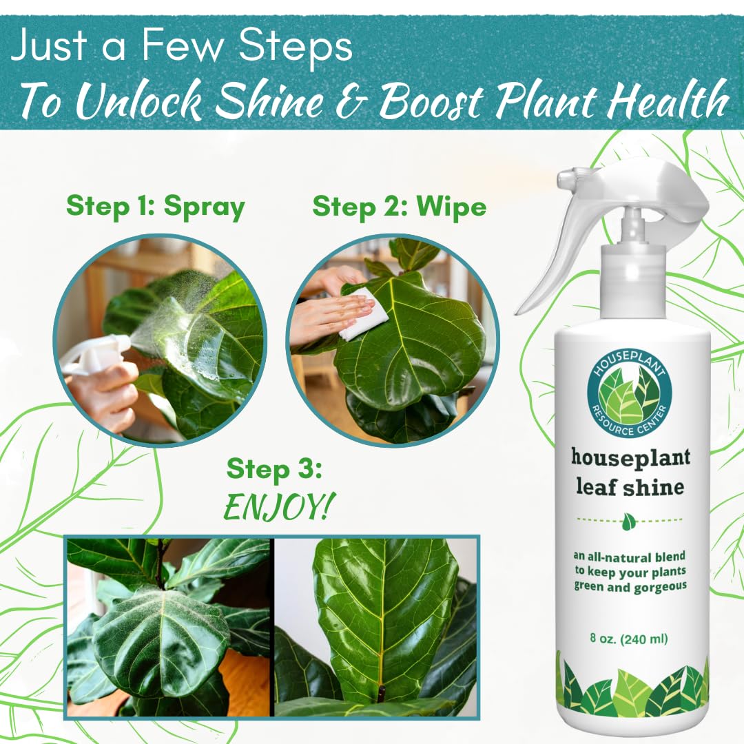 Houseplant Resource Center Leaf Shine Spray enhances fiddle leaf fig foliage.