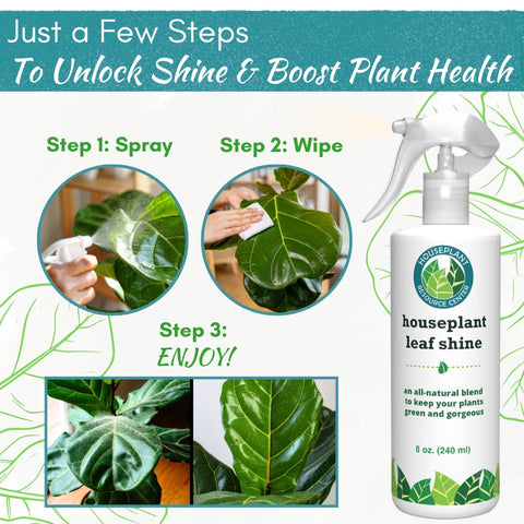 Houseplant Resource Center Leaf Shine Spray enhances fiddle leaf fig foliage.