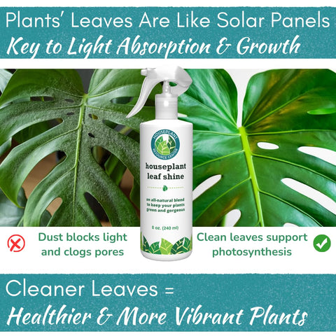 Houseplant Resource Center Leaf Shine Spray on glossy leaves ready for photos.