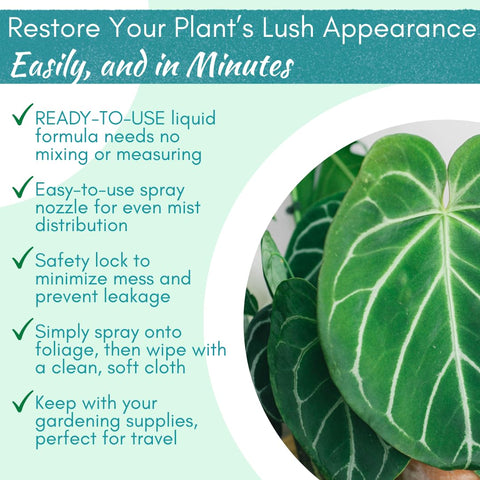 Houseplant Resource Center Leaf Shine Spray applied to monstera leaves.
