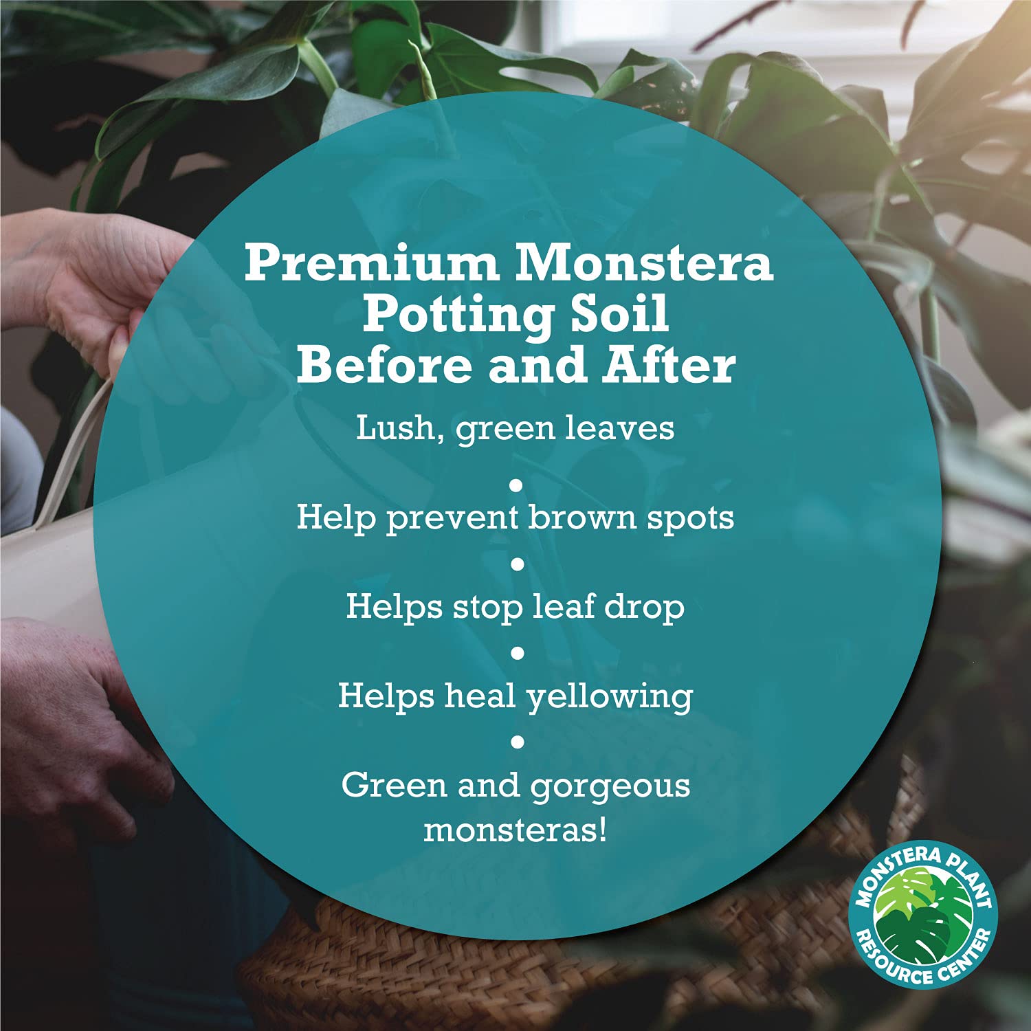 HOUSEPLANT RESOURCE CENTER Monstera deliciosa growth with lush fenestrations.