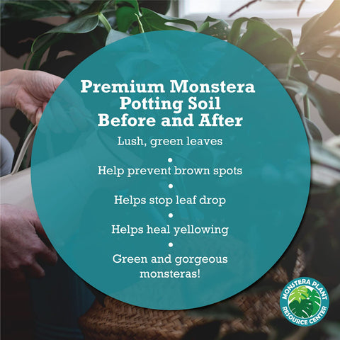 HOUSEPLANT RESOURCE CENTER Monstera deliciosa growth with lush fenestrations.