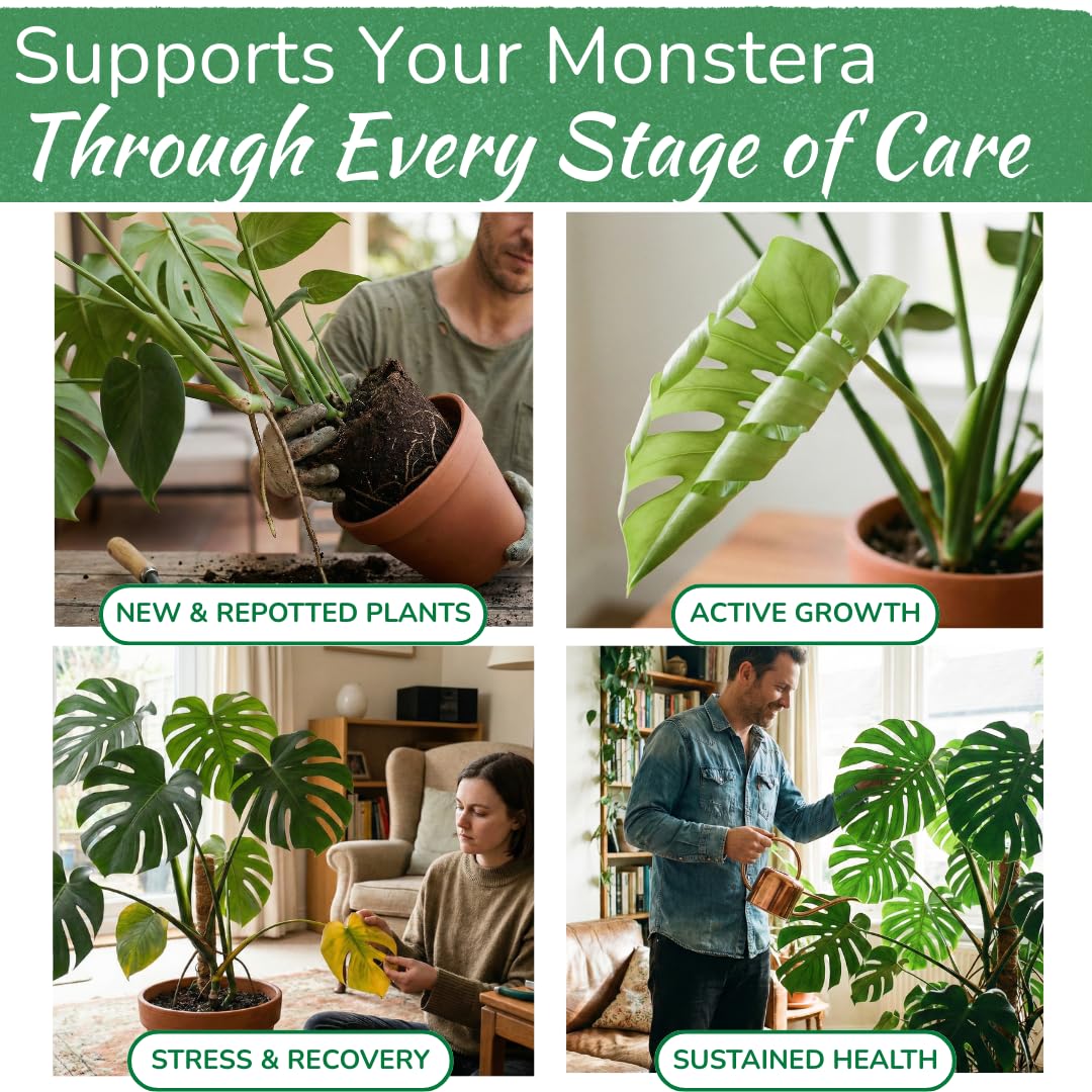 HOUSEPLANT RESOURCE CENTER Monstera-leaves-closeup reveals fenestrations and vibrant color
