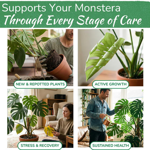HOUSEPLANT RESOURCE CENTER Monstera-leaves-closeup reveals fenestrations and vibrant color