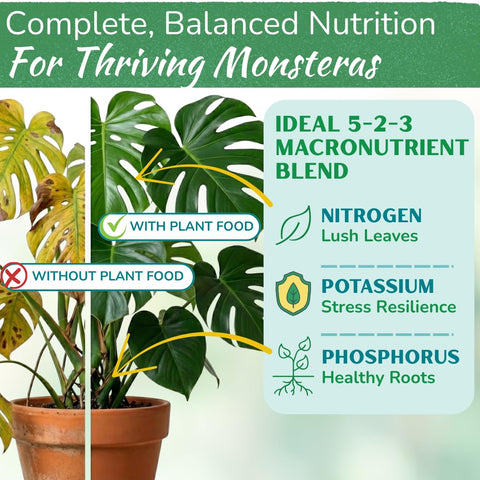 HOUSEPLANT RESOURCE CENTER Monstera plant-boost highlights strong roots and lush foliage