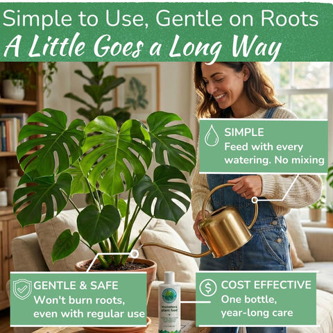 HOUSEPLANT RESOURCE CENTER Monstera-roots-boost emphasizes robust root systems