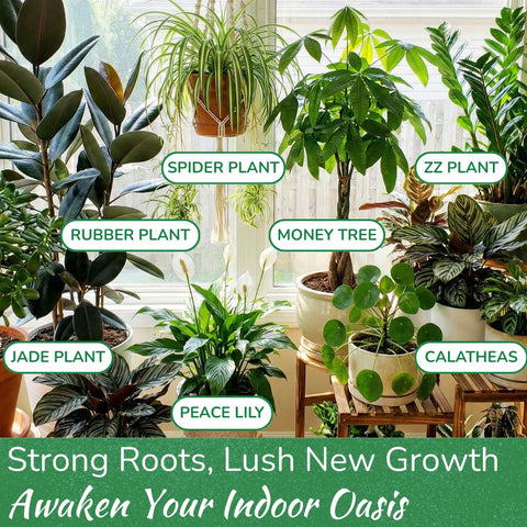 Houseplant Resource Center Pothos leaves thriving after proper feeding with balanced 3-1-2 nutrients.