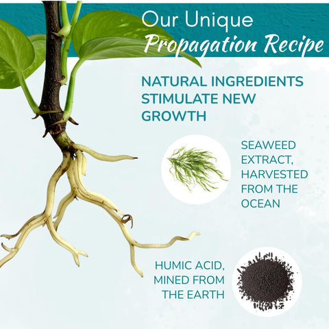 Houseplant Resource Center Prop Drops bottle with plant demonstrates easy home propagation