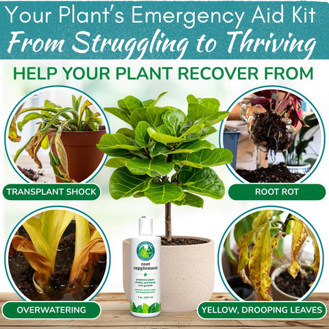 Houseplant Resource Center Root Rot Repair bottle pour into soil during watering.