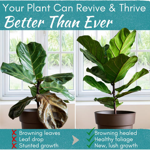 Houseplant Root Rot Repair soil-application action during routine watering.