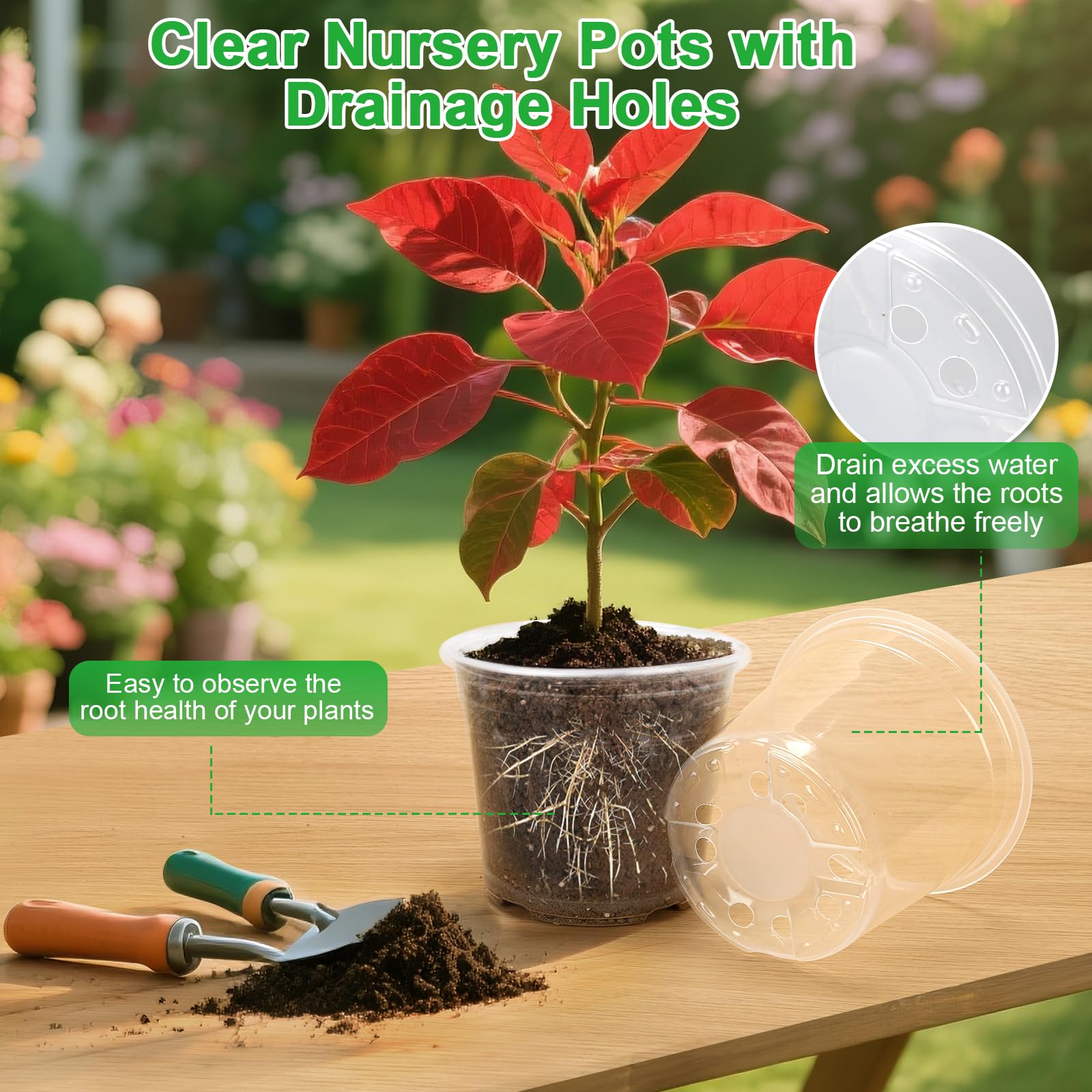 HQAUT 8-inch clear seedling pot for easy transplanting and observation.