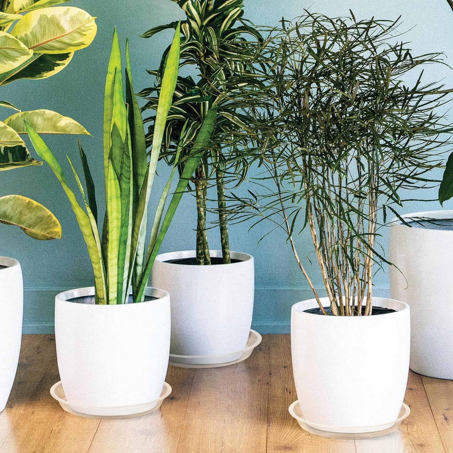 HQAUT clear plant saucer 12-inch accommodates larger pots with visible drainage.