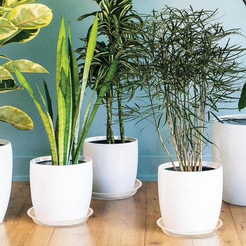 HQAUT clear plant saucer 12-inch accommodates larger pots with visible drainage.