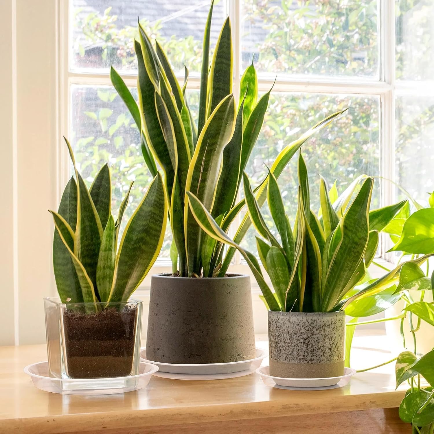 HQAUT clear plant saucer 22-inch provides leak containment for tall pots.