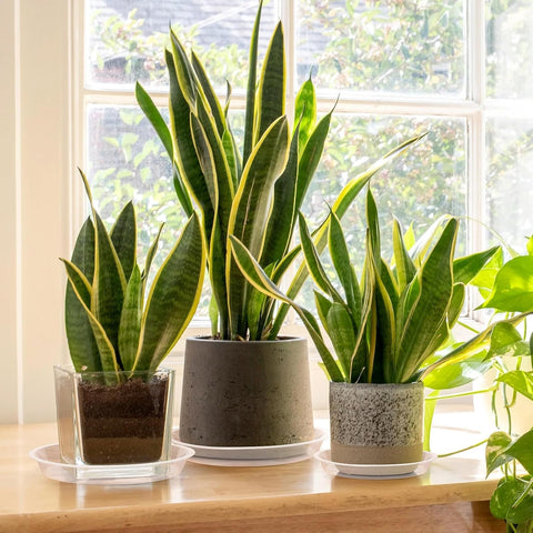 HQAUT clear plant saucer 22-inch provides leak containment for tall pots.