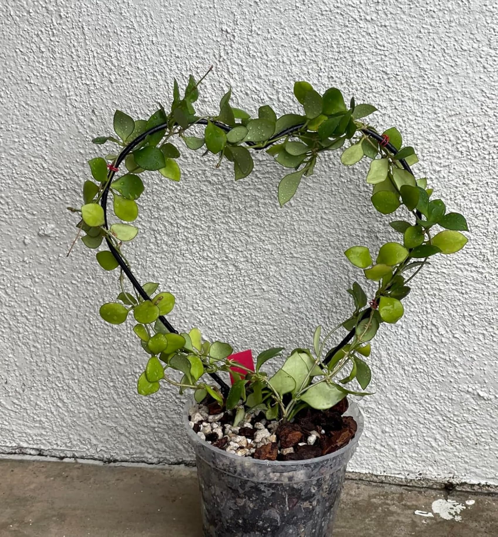Hufopik Climbing-plants trellis suitable for roses ivy, clematis, jasmine, and more.