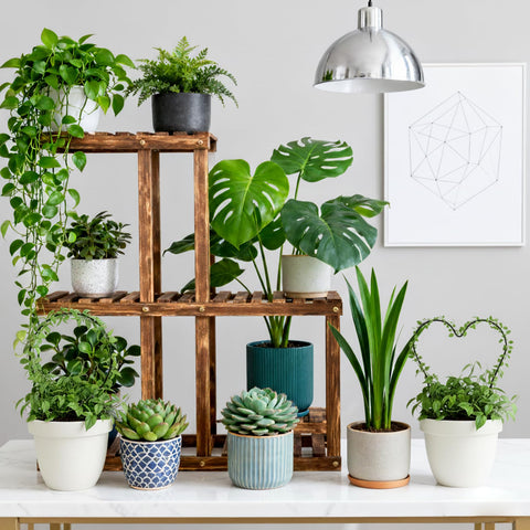 Hufopik Hoya-friendly trellis encourages vigorous growth in houseplants.