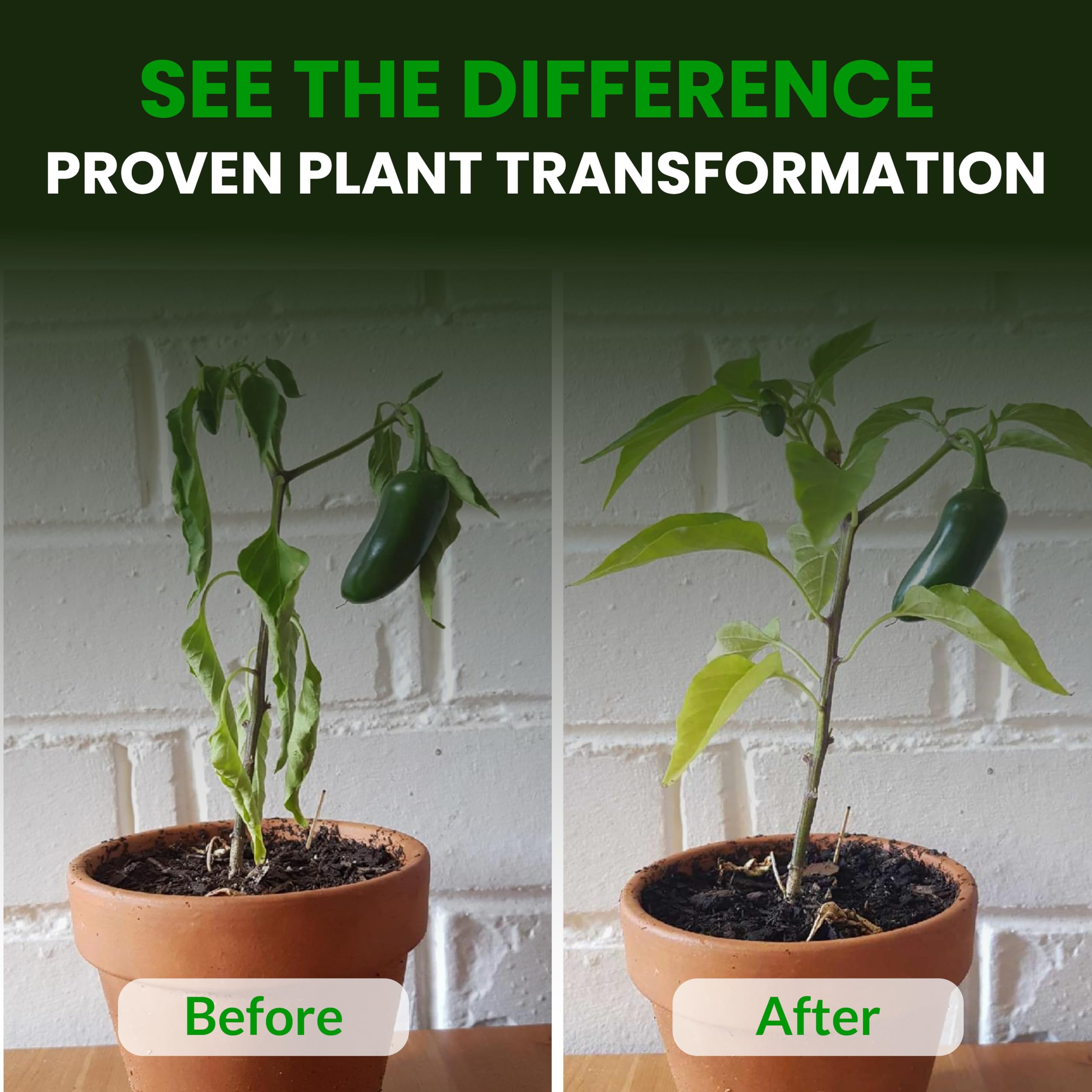 Humboldts Secret CalMag & Iron roots close-up highlighting enhanced nutrient transport and root strength