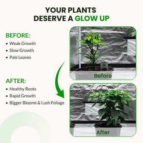 Humboldts Secret indoor plant feeding solution for houseplants and herbs.