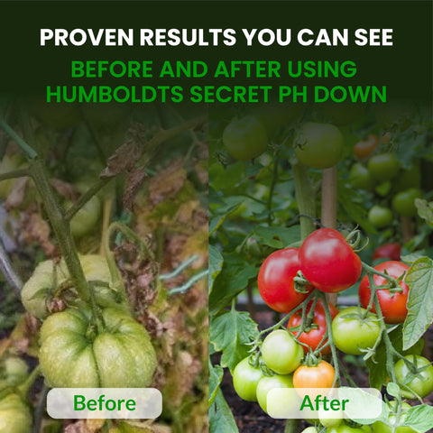 Humboldts Secret pH Down in a hydroponics solution stabilizing pH.