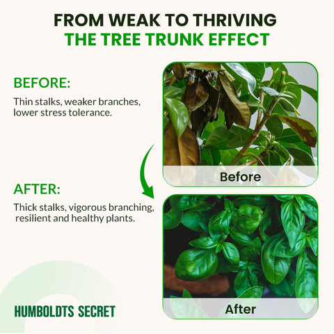 Humboldts Secret Tree Trunk hydroponics-ready formula enhances soilless growth.