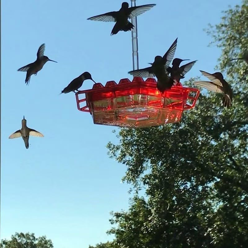 Hummingbird Feeder with built-in ant moat protects nectar from pests