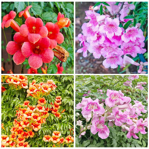 Hummingbird trumpet vine seeds bloom closeup highlights bold trumpet-shaped petals.