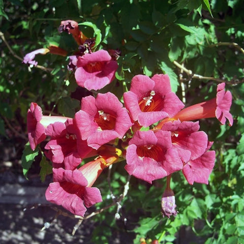 Hummingbird trumpet vine seeds butterfly visitors on new blooms.