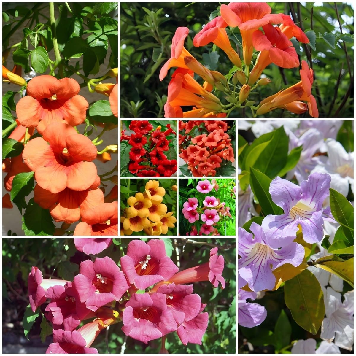 Hummingbird trumpet vine seeds seed packet with vibrant blooms to attract pollinators.