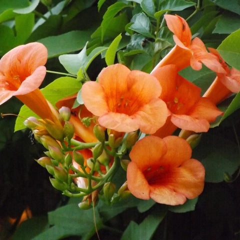 Hummingbird trumpet vine seeds sunlit garden scene during golden hour.