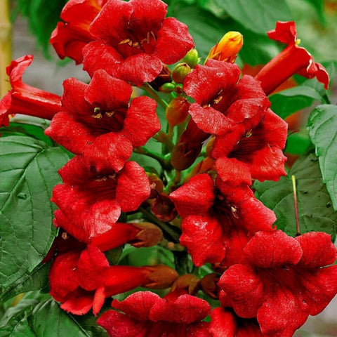 Hummingbird trumpet vine seeds trellis coverage demonstrates vertical gardening potential.