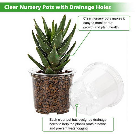 HurOutd clear pot 6-inch with drainage holes suitable for larger seedlings.