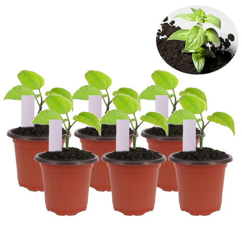 Huvai transplanting mini tools for precise plant transfers.