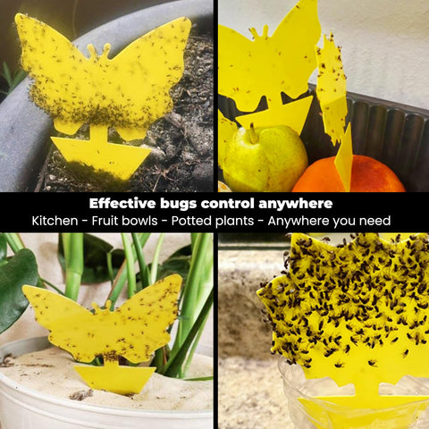 HUYDUY Sticky Traps demonstrating easy peel and stick application