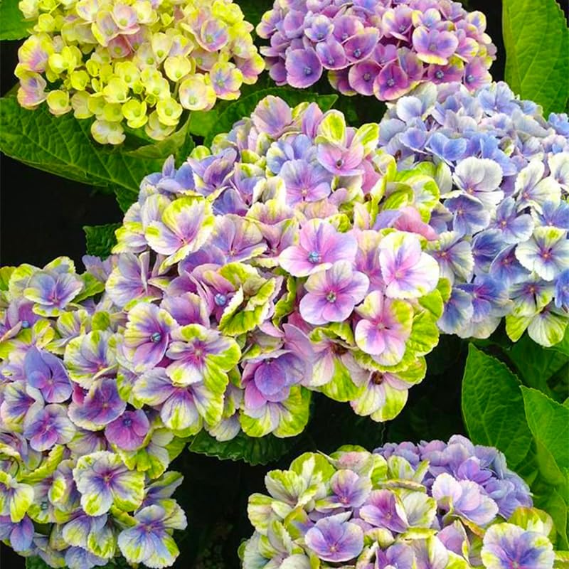 Hydrangea seeds soil color-change guide demonstrates blue blooms in acidic soil.
