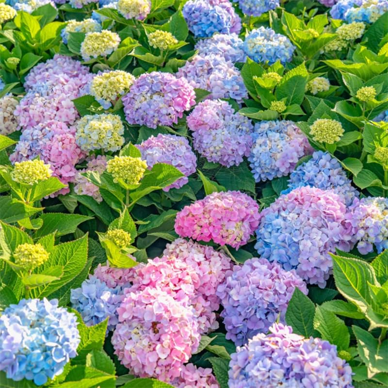 Hydrangea seeds colorful blooms preview for borders and beds.