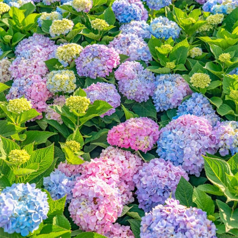 Hydrangea seeds colorful blooms preview for borders and beds.