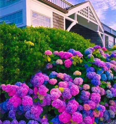 Hydrangea seeds color display for garden splashes and cut flowers