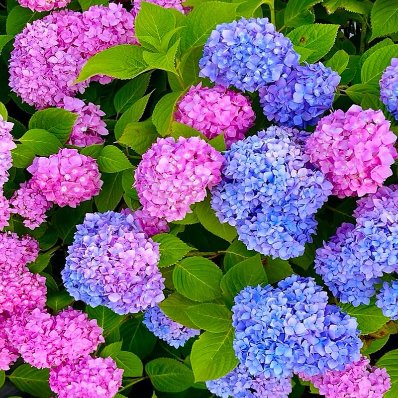Hydrangea seeds cut-flowers-stems suitable for vases and arrangements.