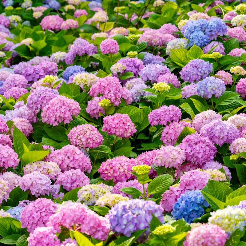 Hydrangea seeds garden-border-display ready for lush outdoor landscapes.